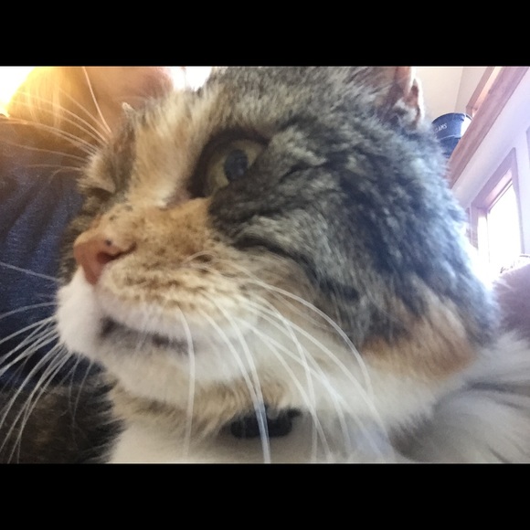 Big Mama Kitty!! 🐾🐾🐱😻🐾🐾Rescue Kitty !! - Picture 3 of 12